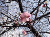 遠山さくら　標準木の桜花